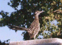 roadrunner