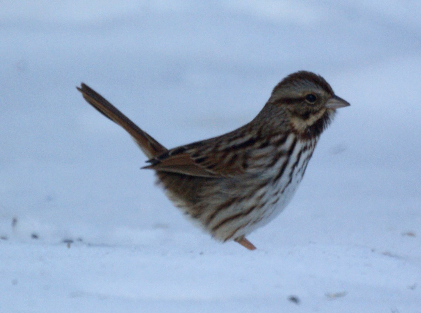 Song Sparrow Winter