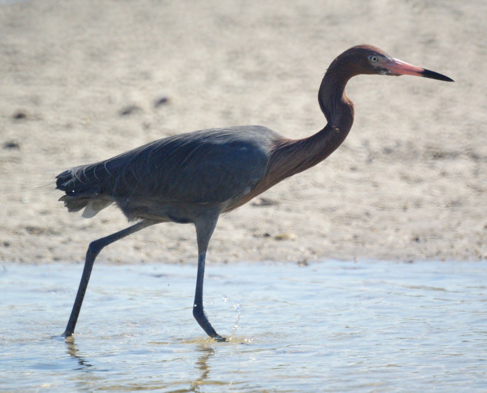 miketes: We really like the reddish egret